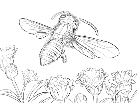 Yellow Jacket Wasp Coloring Page